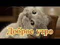 Приколы с котами| Добрый позитив| Видео про котов| Кошки|Про Животных|Создай себе хорошее настроение