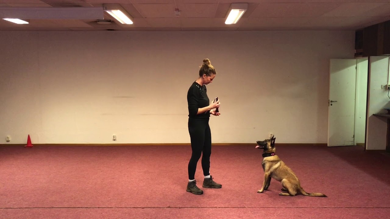 Cirkelpass för hund - Tema Stadga