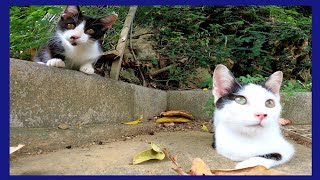 「ニャンだこれは?」カメラに興味津々な子猫がカワイイ