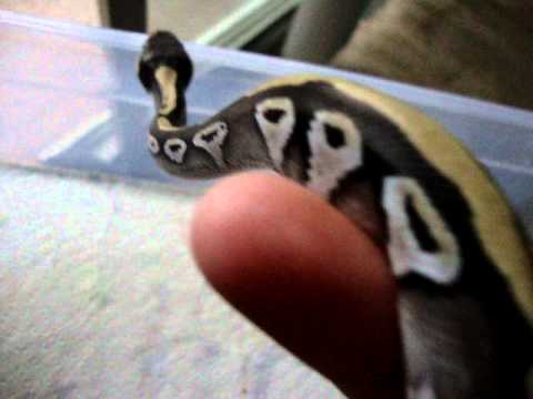 For Sale: 2012 Male Gold Blush Mojave Jewel
