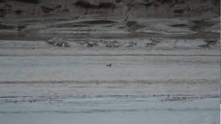20090824 7 5Ducks