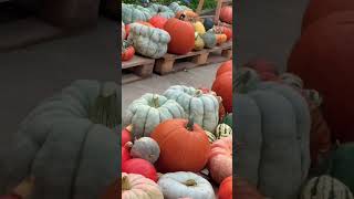 Pumpkin season has begun!