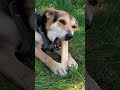 😇 Kelly Sildaru Türgist päästetud koer üllatab tänaval õpitud haruldaste oskustega