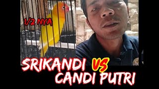 LOVEBIRD CANDI PUTRI Vs SRIKANDI || Lovebird Fighter Durasi @ekomhrn9175