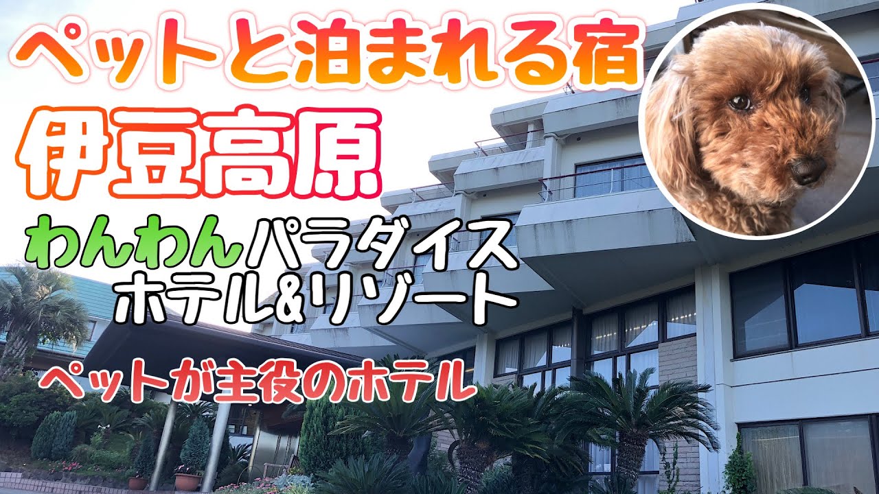 【ペットと泊まれる宿】トイプードル と  伊豆高原わんわんパラダイスホテル＆コテージ に泊まってみた（ 静岡 / 伊豆旅行 ）夏旅＃３ #伊豆観光  #静岡観光