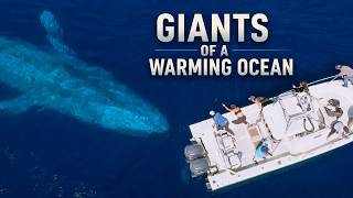 Blue Whales: Giants of a Warming Ocean