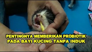 Pentingnya memberikan probiotik pada bayi kucing tanpa induk