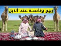 جلسة ربيع ساحرة بين الإبل حليب طازج وقصص مؤثرة 