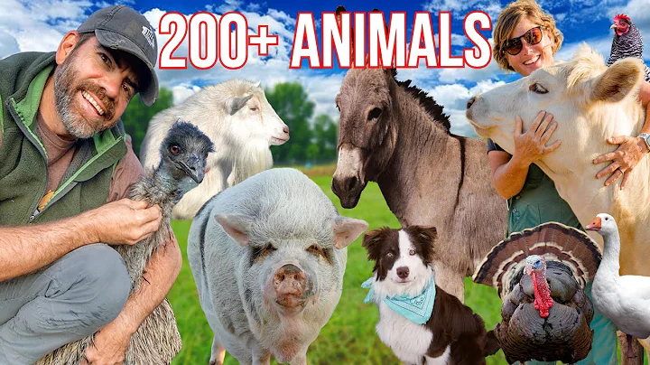 Raising Over 200 Different Animals, Meet Them All As We Feed This Morning. thumbnail
