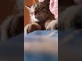 Cat Sleeping 😴 🐾 #cat #catsleeping #ytshorts
