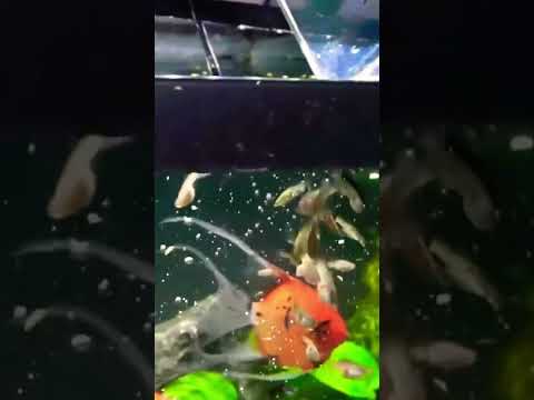 Adding guppies to the angelfish tank!