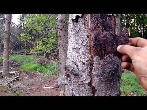 Video: Tajemný Karmínový Strom. Rostoucí