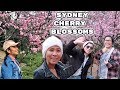 Blossom Bronx Garden Botanical Cherry