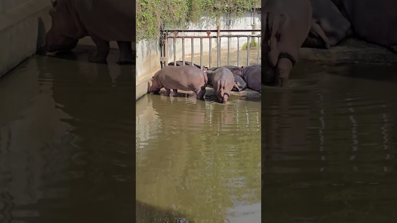 河馬Hippopotamus/Taipei Zoo 