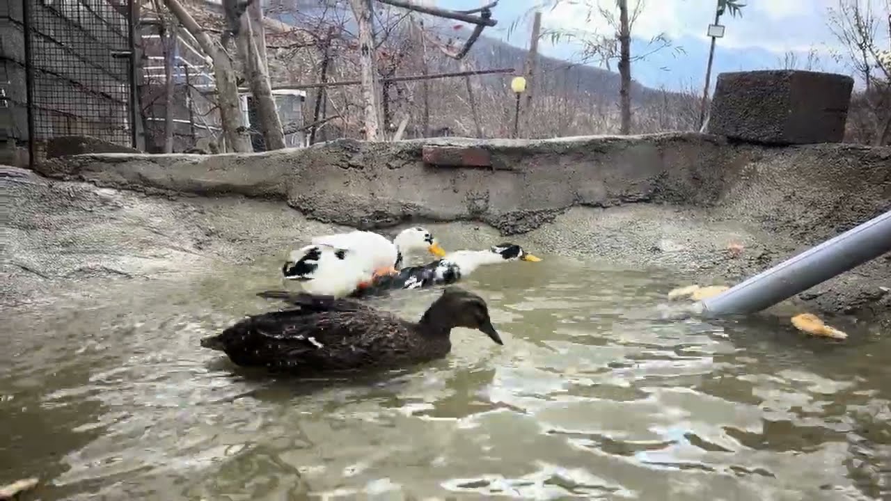 Peaceful Ducks Swimming & Mating 🦆💚🦆💞💦🌊
