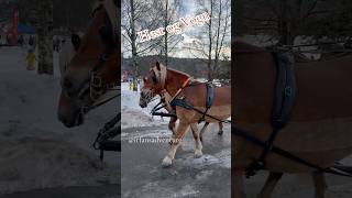 Horse And Carriage Ride Dnt Hest Og Vogn Tur På Kom Deg Ut Dagen Hele Norge Båler