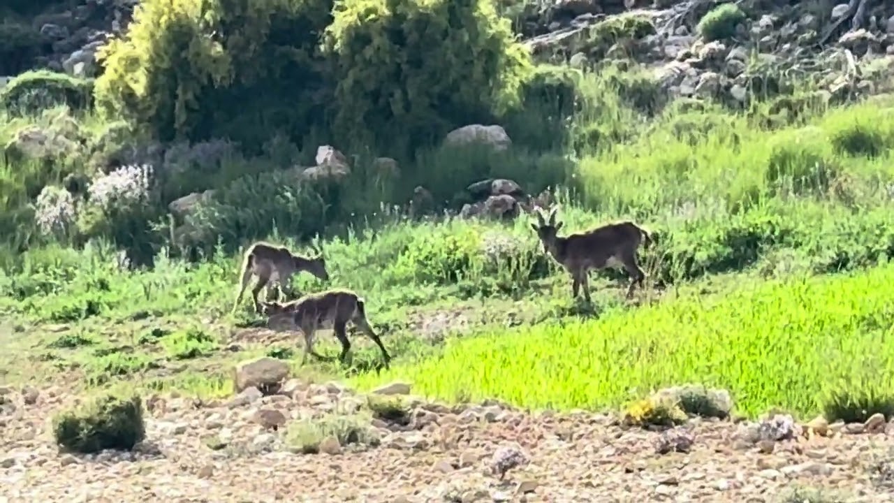 Cabras en Carretera de Ejulve