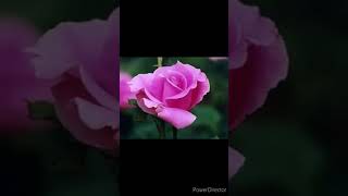 Qayıt Qardaş Namaza Gəl