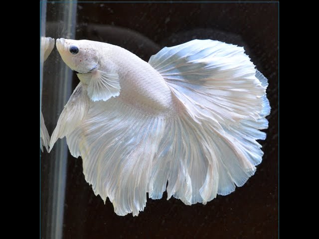 ベタ 熱帯魚 生体 ショーベタ ホワイトローズテール 5141 - YouTube
