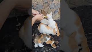 Feeding Cat and her kittens || Cute kittens || Kucing Lucu || Hungry kittens || Help Cat