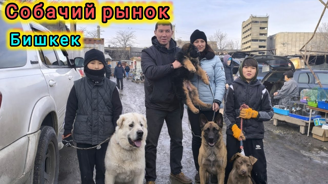 Ит базар. Күчүктөр көп экен бүгүн #итбазар #малбазар #собачийрынок #жаймабазар #барахолкакупить 