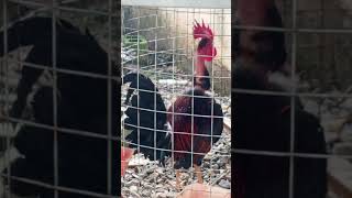 Gallo Japón O Cocolo