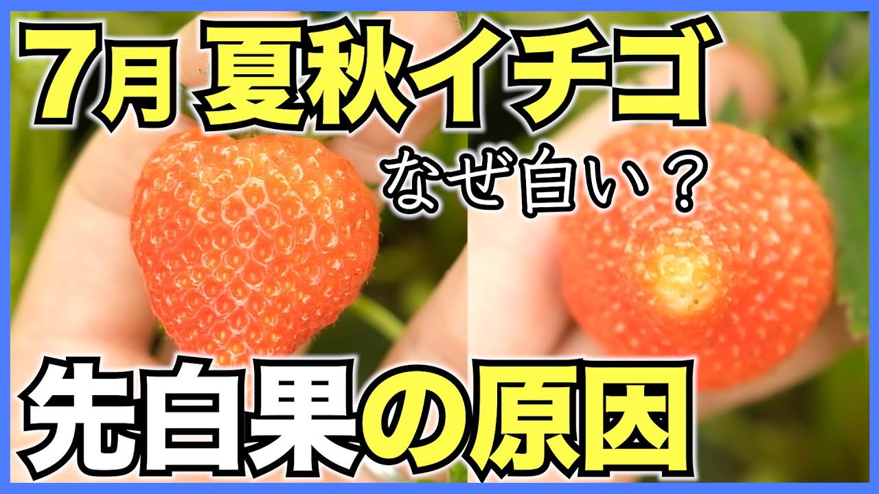夏秋いちご】7月は実の先端が白くなる先白果が発生【ケーキ用に最適
