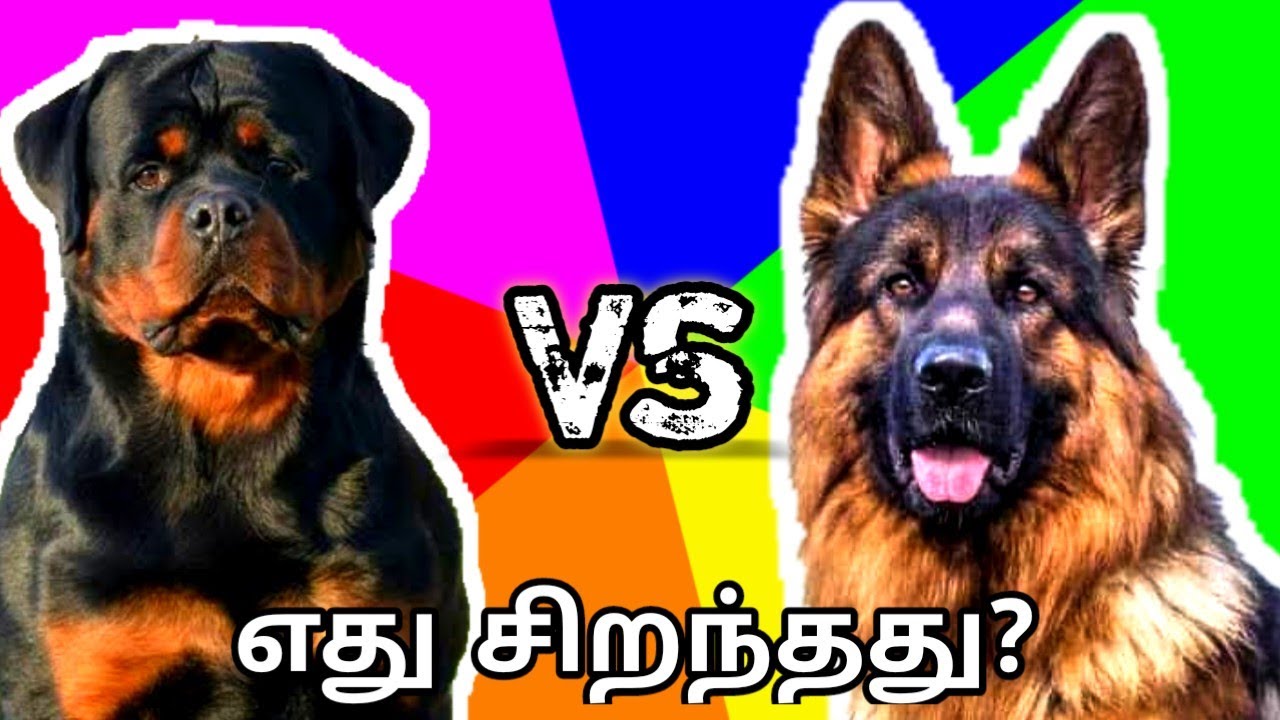 Gentle German Shepherd vs Rocking Rottweiler | tamil | o my kadavule ...