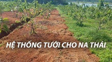 Hệ thống tưới bù áp cho cây Na Thái, tưới phun mưa tự động