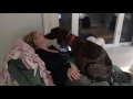 Dog loves his mommy   german shorthaired pointer kissinglicking and being a lap dog