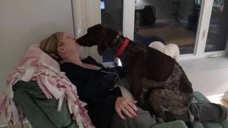 Dog Loves His Mommy - German Shorthaired Pointer Kissinglicking And Being A Lap Dog