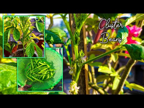 How to grow Cluster Beans at home - A Complete Guide for beginner's || गवार को घर