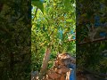 ЖИВАЯ ПРИРОДА ТАДЖИКИСТАНА #ПОНҒОЗ
