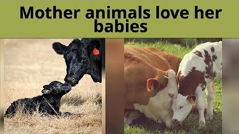 Cow brings baby over to show it off  to owner - Mother animal love her baby compilation 2021