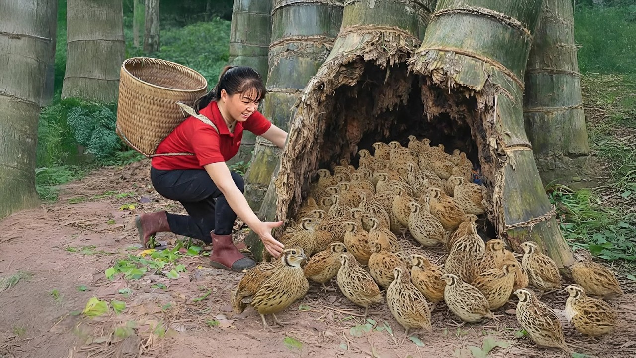 TIMELAPSE -- Harvesting +1000 Wild Quails From Ancient Tree, Most Dangerous Invasive Bird Species