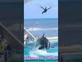 ルーナと安定感増し増し!! #Shorts #鴨川シーワールド #シャチ #kamogawaseaworld #orca #killerwhale