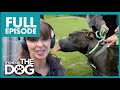 Owner wants to give away beast dog  full episode  its me or the dog