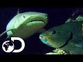 Deadly Shark With Super Senses Hunts For Parrot Fish | Wildest Islands Of Indonesia