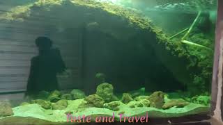 Beautiful Fish Aquarium at Bagh-e-Bahu Jammu by Taste and Travel 22 views 1 year ago 3 minutes, 23 seconds