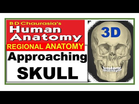 Chp1 | SKULL