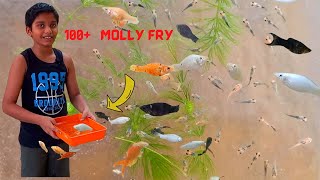 Molly Fish குட்டி போட்டுருச்சு! 🐠 | molly fish breeding  🐟 | vinvin birds