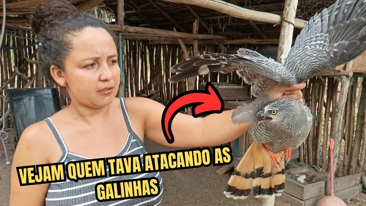 INVASÃO NO GALINHEIRO: VEJA QUEM TAVA ATACANDO AS NOSSAS GALINHAS