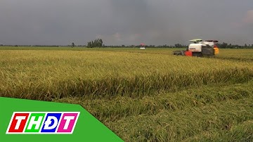 An Giang: Chủ động thu hoạch lúa Hè thu ngay trong thời điểm giãn cách xã hội | THDT