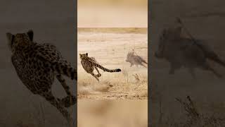 Animal mais rápido do mundo #guepardo #animal #rapido