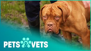French Mastiff Left Terrified Of Men After Abusive Owner | The Dog Rescuers | Pets & Vets