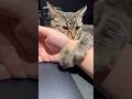 【猫動画】パパの仕事中に子猫が巻き付いて離れない...笑 #shorts