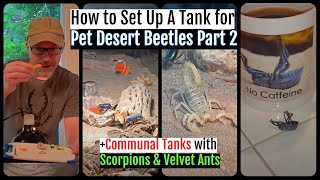 How to Set Up a Pet Desert Beetles Tank Part 2 #bluedeathfeigningbeetletank #communaltank