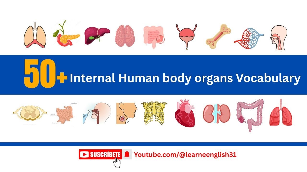 Human Body Internal Organs | English Vocabulary | #vocabulary # ...