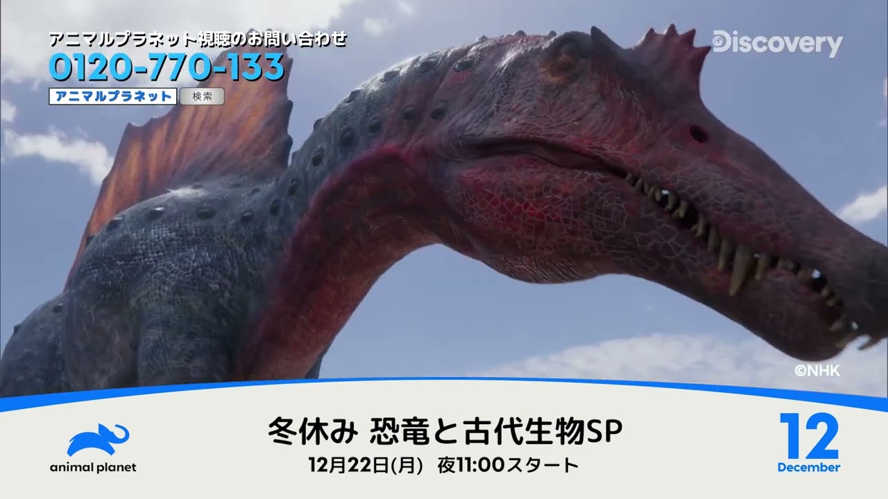 アニマルプラネット 12月おすすめ番組 | ワーナーブラザース