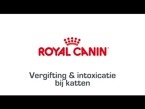 Video: Contactvergiftiging Bij Katten